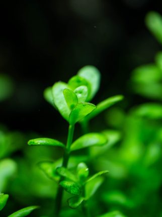 freshwater-aquarium-plant-2026-01-07-00-29-29-utc