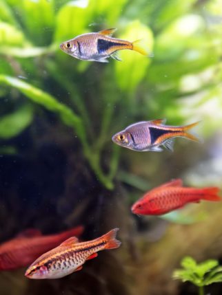 rasbora-heteromorpha-in-aquarium-2026-01-09-07-44-48-utc